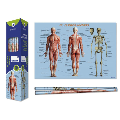 [328695] Bismark poster cuerpo humano 70 x 100 cm